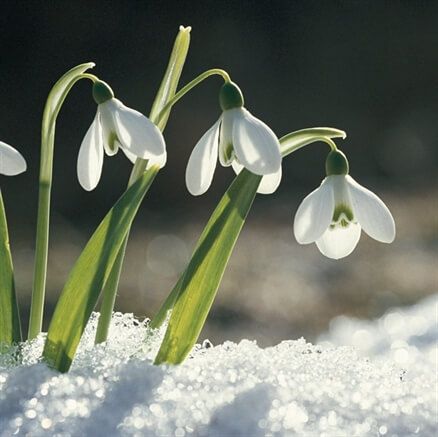 A close up of snowdrops